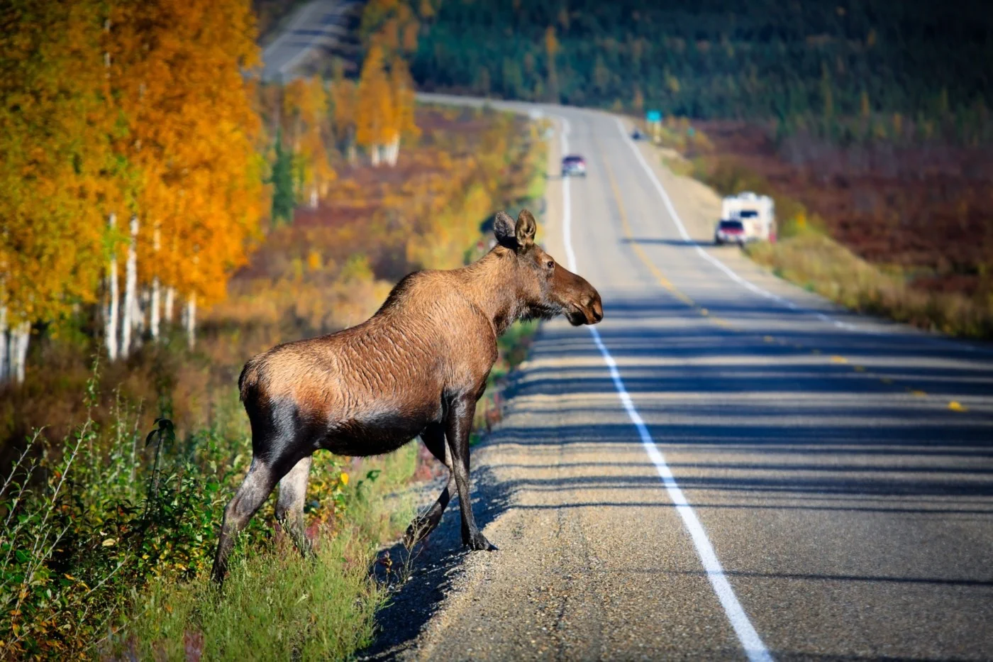 Understanding Viltnemnda Roles and Responsibilities in Wildlife Management